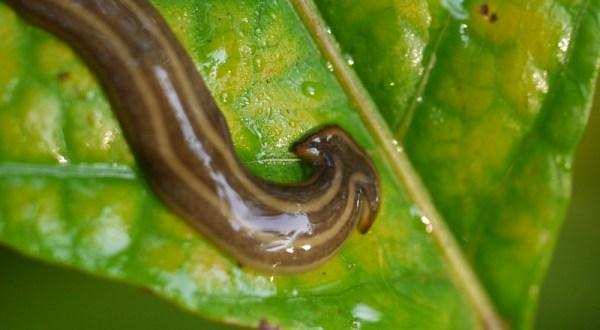 Keep An Eye Out For A Destructive And Invasive Species Of Worm In Missouri This Year