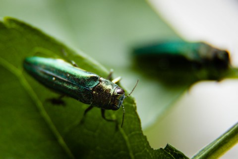 Be On The Lookout For An Invasive Species Of Beetle In Minnesota This Year