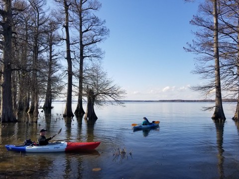 One Of The Most Magical Places To Spot Migratory Birds In Tennessee Is At Reelfoot Lake