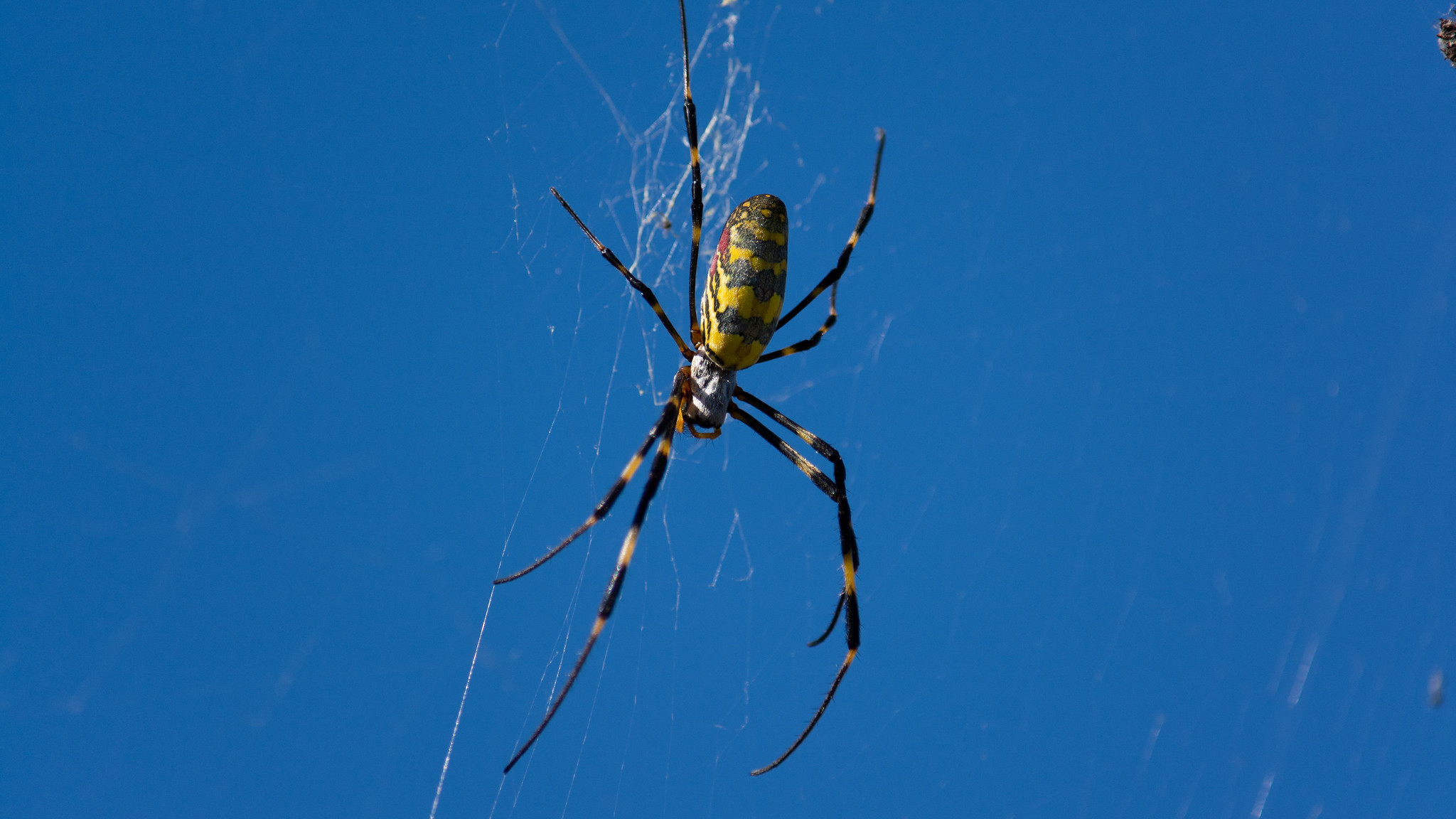 Joro Spiders: All about the spider species that is spreading