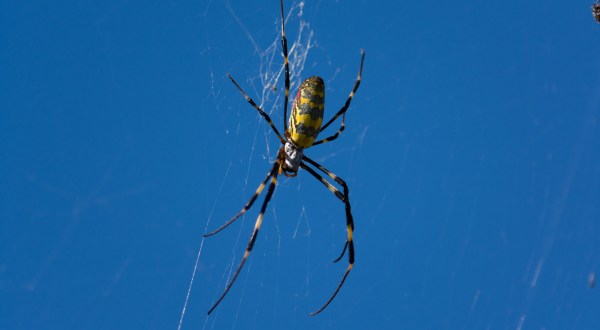 Be On The Lookout For A New Invasive Species Of Spider In Ohio This Year
