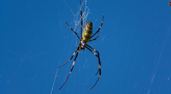 The Truth About The Giant Parachuting Spiders Set To Invade West Virginia This Year