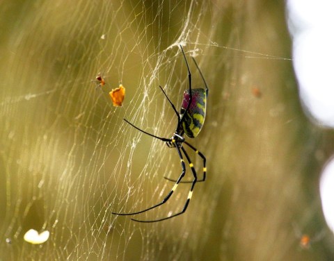 Be On The Lookout For A New Invasive Species Of Spider In New York This Year