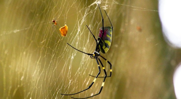 Be On The Lookout For A New Invasive Species Of Spider In New York This Year