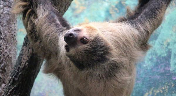 You Can Hang Out With Sloths At Saint Louis Zoo In Missouri