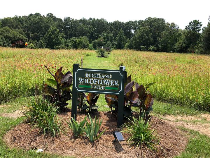 Ridgeland Wildflower Field