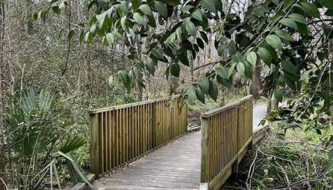 Black Swamp Trail Is A Boardwalk Hike In Louisiana That Leads To A Secret Garden