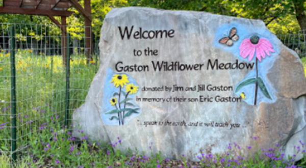 Hike Through A Sea Of Wildflowers Along The Gaston Wildflower Garden Trail In Arkansas
