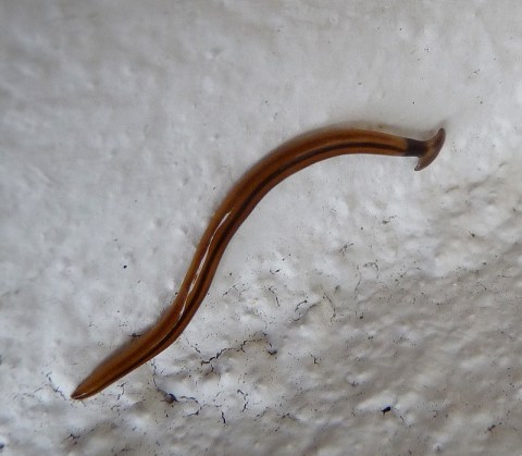 Be On The Lookout For An Invasive Species Of Worm In Kansas This Year
