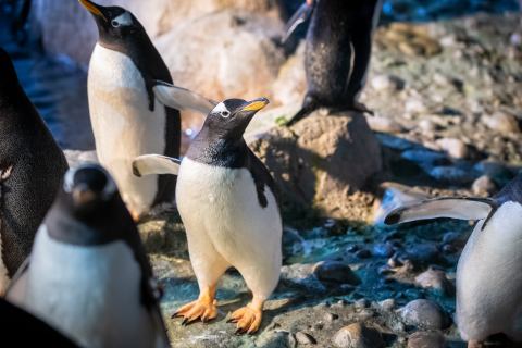 The Pittsburgh Zoo & PPG Aquarium In Pennsylvania Is Offering Free Livestreams Of Penguins And Cheetahs