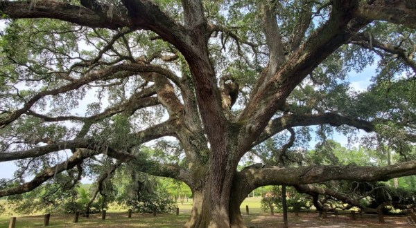 At Over 300 Years Old, One Of The Oldest Trees In The World Is Found In Alabama