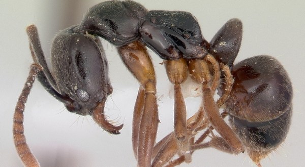 Be On The Lookout For A New Invasive Species Of Ant In Indiana This Year
