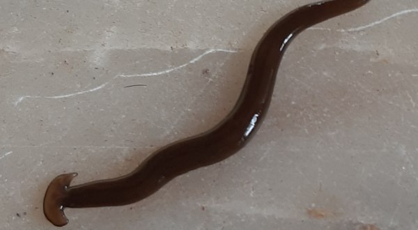 Keep An Eye Out For A Destructive And Invasive Species Of Worm In Georgia This Year