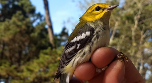 One Of The Most Magical Places To Spot Migratory Songbirds In Massachusetts Is Wellfleet Bay Wildlife Sanctuary