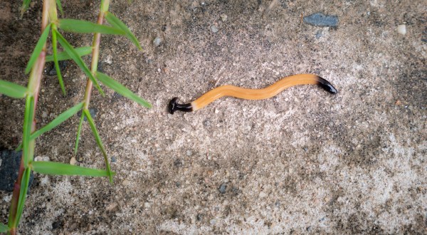 Be On The Lookout For A New Invasive Species Of Worm In Texas This Year