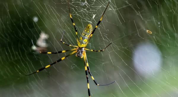 Be On The Lookout For A New Invasive Species Of Spider In Massachusetts This Year