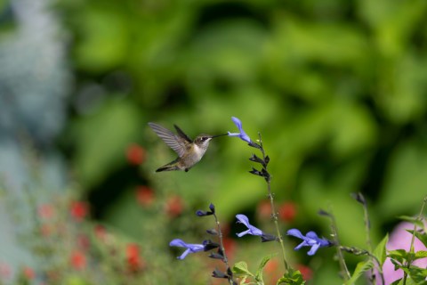 After Exploring The Trails, Feed Hummingbirds At Dahl Wildlife Sanctuary In New Hampshire