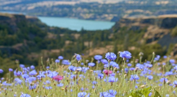 See Thousands Of Wildflowers At This Scenic Overlook In Oregon
