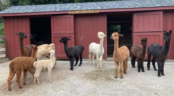 You Can Spend The Day Playing With Alpacas At Hope Alpaca Farm In Rhode Island