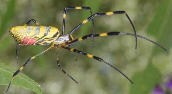 Be On The Lookout For A New Invasive Species Of Spider In Connecticut This Year