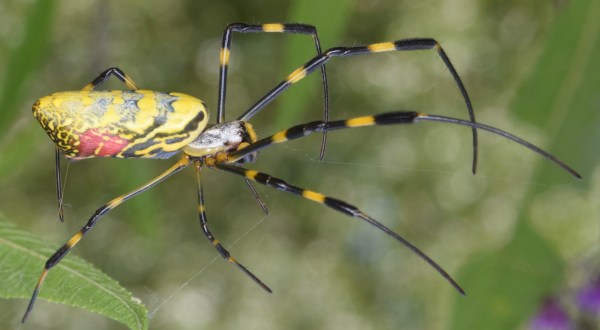 Be On The Lookout For A New Invasive Species Of Spider In Maine This Year