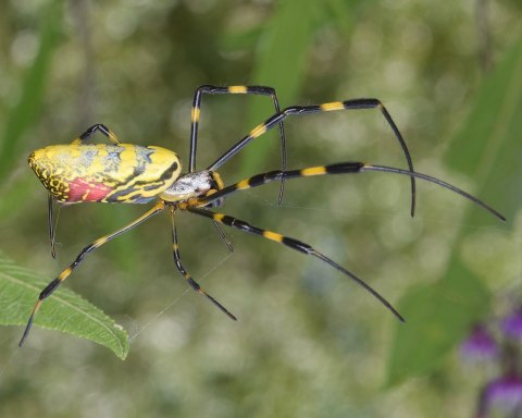Be On The Lookout For A New Invasive Species Of Spider In Maryland This Year