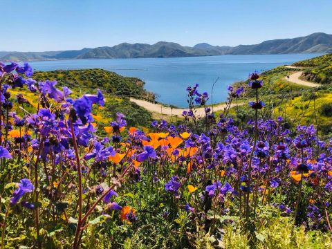 You'll Want To Spend The Entire Day At This Gorgeous Pool, Southern California's Diamond Valley Lake