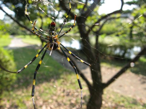 Be On The Lookout For A New Invasive Species Of Spider In Tennessee This Year