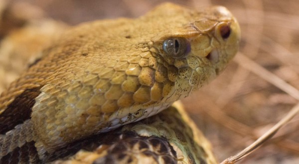 Watch Your Step, More Rattlesnakes Are Emerging From Their Dens Around Indiana