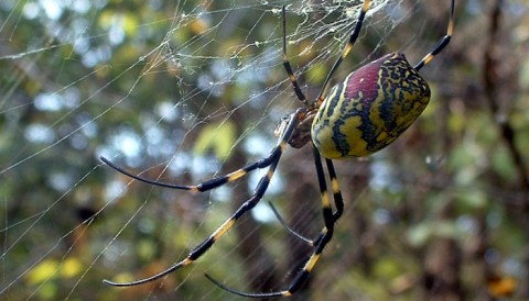 Be On The Lookout For A New Invasive Species Of Spider In Iowa This Year