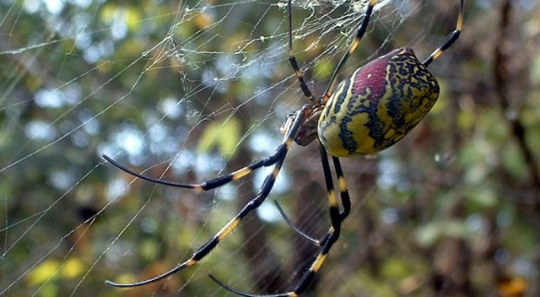 Be On The Lookout For A New Invasive Species Of Spider In Iowa This Year