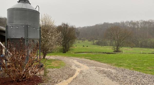 You’ll Have Loads Of Fun At This Dairy Farm In Near Nashville With Incredible Cheese