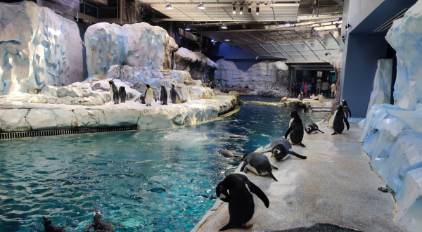 The World’s Largest Penguin Facility Is Right Here In Detroit And You’ll Want To Visit