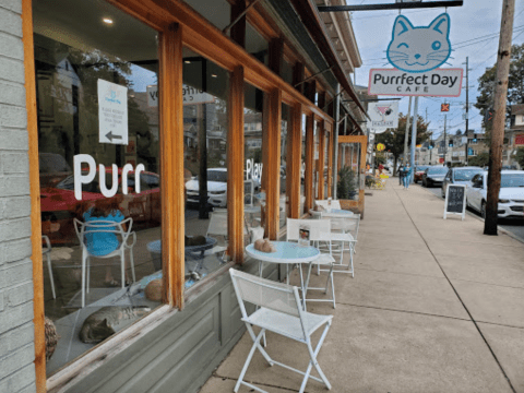 Order Coffee And A Cookie While You Play With Kittens At This Only-In-Kentucky Cat Cafe