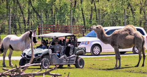 Adventure Awaits At This Drive-Thru Safari Park In Illinois