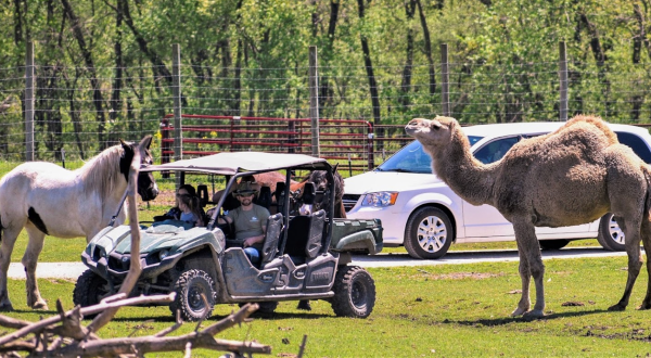 Adventure Awaits At This Drive-Thru Safari Park In Illinois