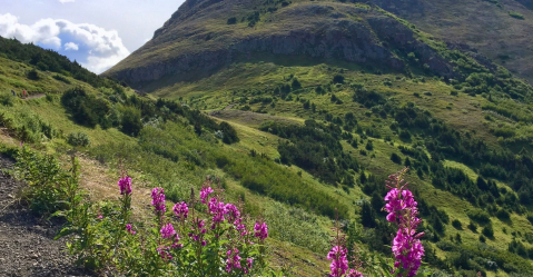 Take An Easy Loop Trail Past Some Of The Prettiest Scenery In Alaska On Blueberry Loop Trail