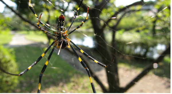 Be On The Lookout For A New Invasive Species Of Spider In North Carolina This Year