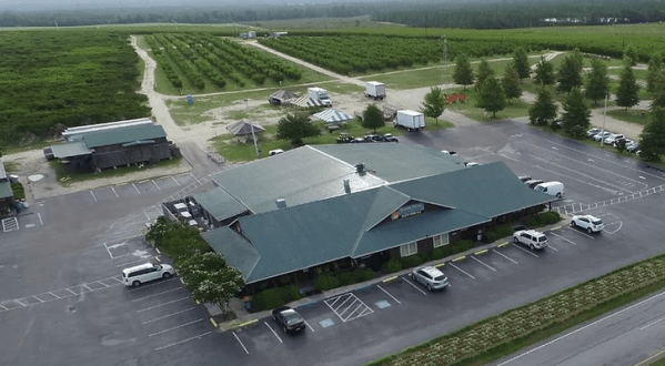 Visit McLeod Farms, A 5,000-Acre-Plus U-Pick Strawberry Farm In South Carolina