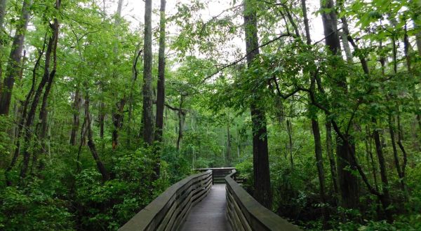 Follow This 1.8-Mile Trail In Virginia To An Impressive Cypress Pond