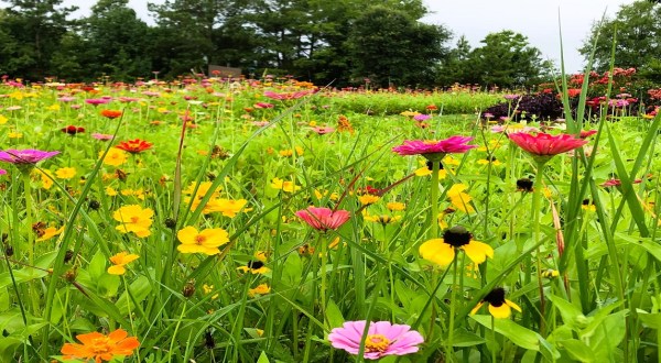Hike Through A Sea Of Zinnias At The Ridgeland Wildflower Field In Mississippi