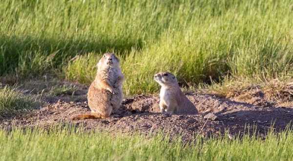 After Exploring The Trails, Be Entertained By Prairie Dogs At Greycliff Prairie Dog Town State Park In Montana