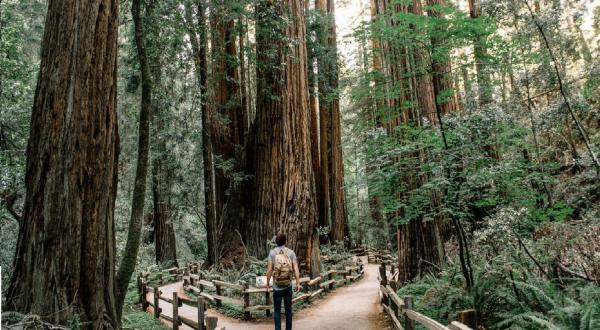 Take An Eco-Tour With Gray Line, A Unique Way To Connect With Northern California Nature
