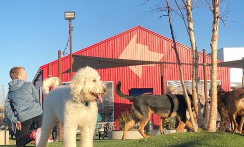 Order Burgers And A Pint While You Play With Puppies At This Only-In-Oklahoma Tap House