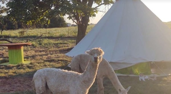 You Can Camp Overnight At This Remote Alpaca Farm In Oklahoma