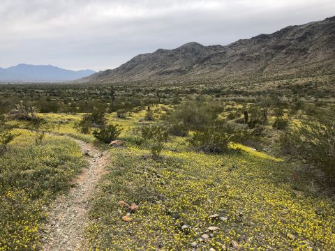 Hike Through A Sea Of Poppies Along The Bajada Trail In Arizona