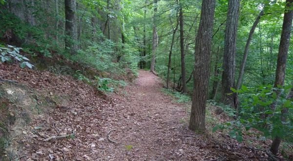 The Easy 1.7-Mile Stuart’s Knob Trail Will Lead You Through The Virginia Woods