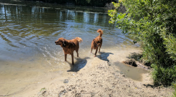 You Can Swim With The Dogs At Viking County Park In Wisconsin