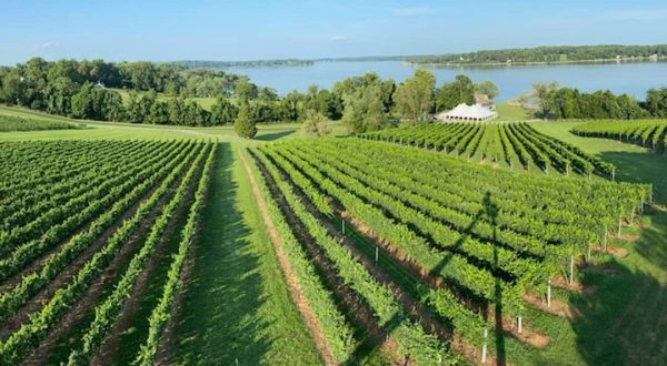 There’s Nothing Better Than The Waterfront Blue Elk Vineyard On A Warm Maryland Day