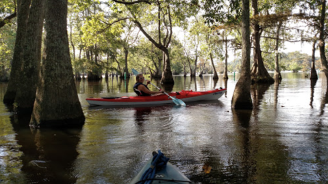 Paddle The Lake Chicot Canoe Trail For A One-Of-A-Kind Louisiana Adventure